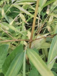 Pale culm of the first variegated seedling