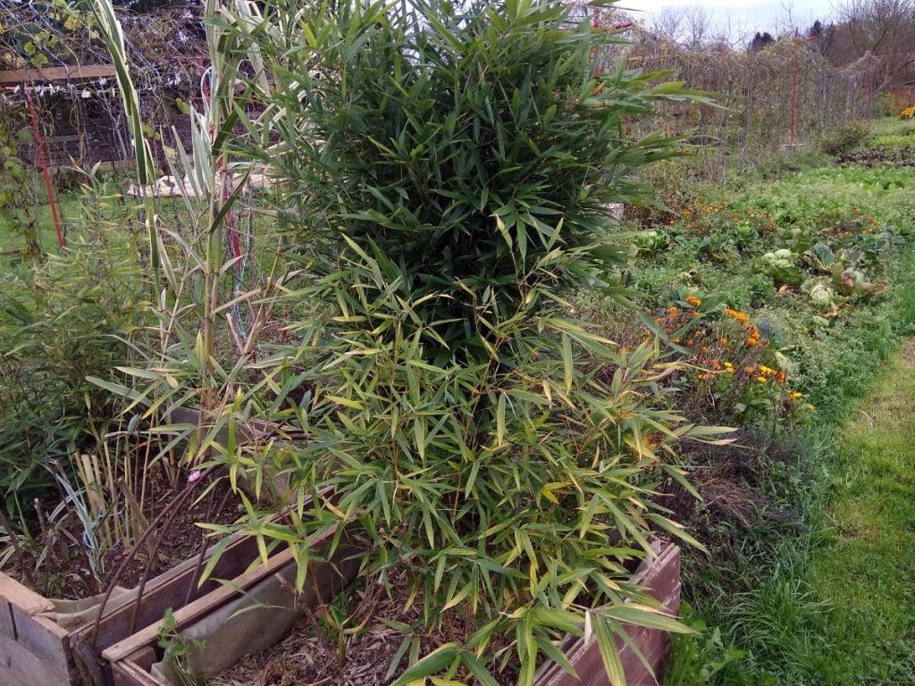 Variegated seedling in front and regular dark green form of Phyllostachys arcana 'Luteosulcata' seedlings