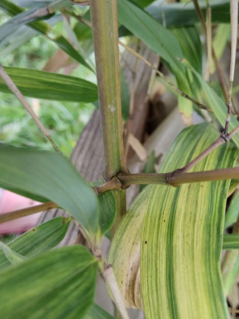 Darker green sulcus on yellow-ish olive green culm.