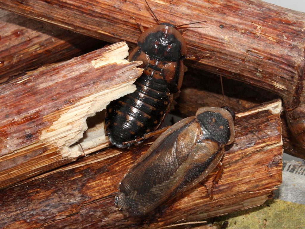 Blaptica dubia adults when I first bought them. Male has a bit damaged wings, but they were in great condition.