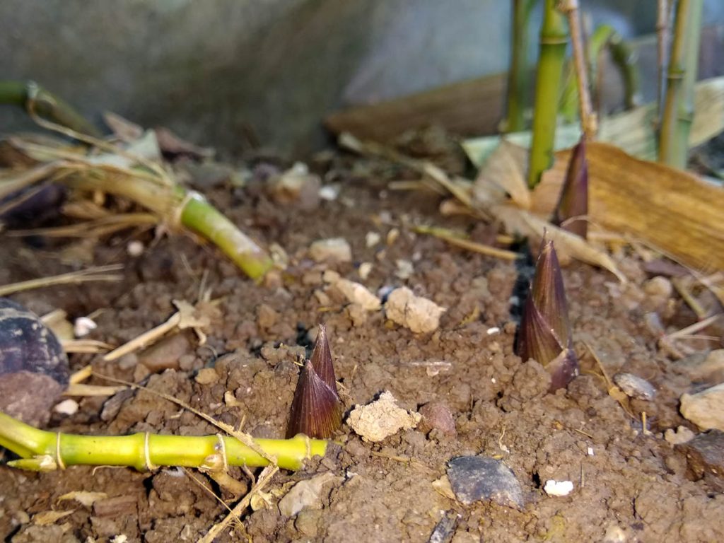 Second seedling's shoots along the runner rhizome