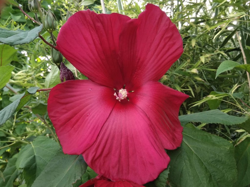 This image has an empty alt attribute; its file name is IMG_20190813_073651-1-1024x768.jpg