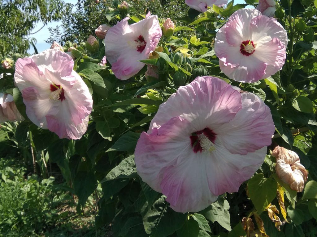 This image has an empty alt attribute; its file name is IMG_20190820_114808-1024x768.jpg