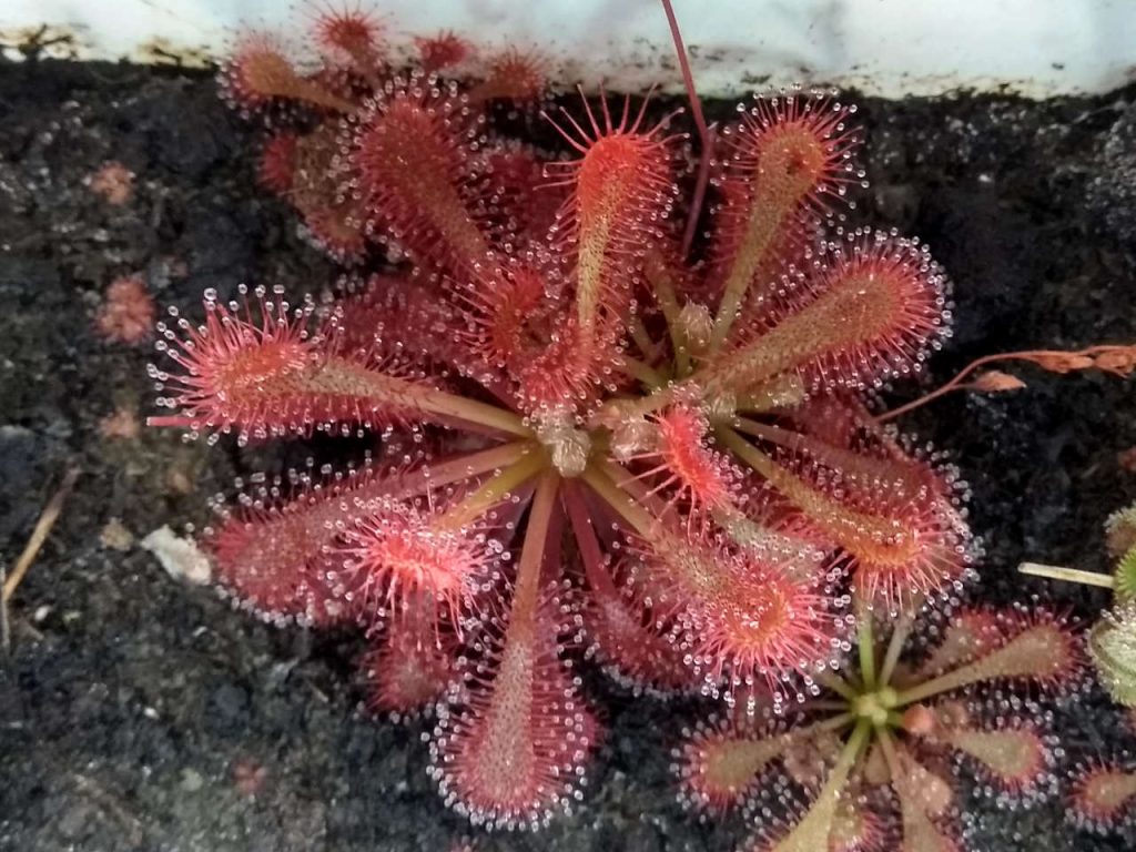 Drosera-spatulata