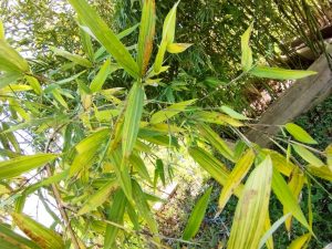 second seedling's leaves