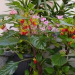 Impatiens niamniamensis – Parrot impatiens pollination